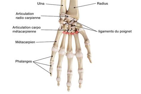 poigbet|poignet anatomie.
